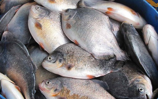 Tarifa de 25% dos EUA poderá afetar etanol, açúcar e pescados do Brasil