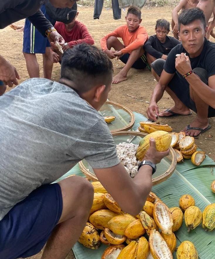 Povo indígena Yanomami na colheita de cacau — Foto: Divulgação
