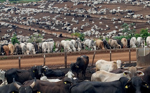 Abate de bovinos atinge recorde em Mato Grosso