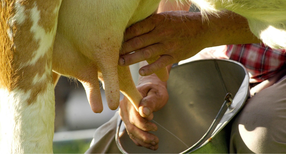 Conheça dez práticas para garantir a higiene na ordenha