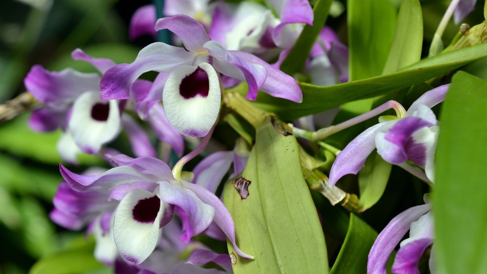Orquídea dendrobium nobile — Foto: Canva / Creative Commoms