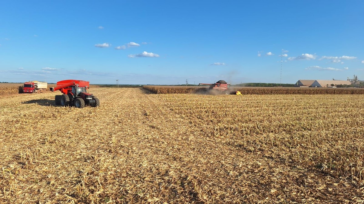 Colheita da safrinha de milho chega a 85% no Centro-Sul, diz AgRural