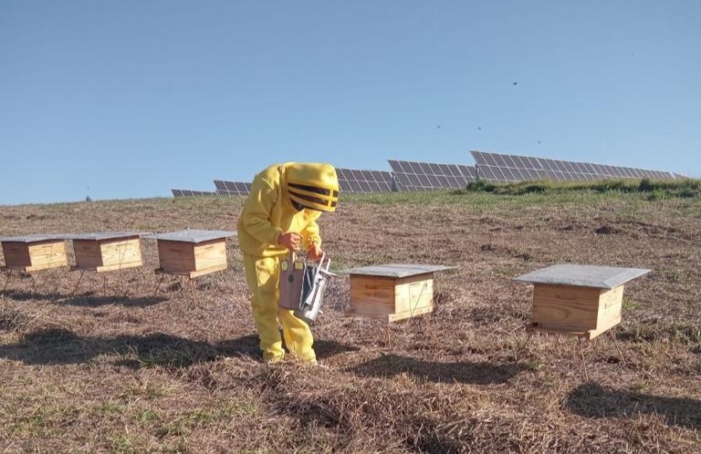Usina fotovoltaica cria abelhas e produz mel para mitigar impacto ambiental