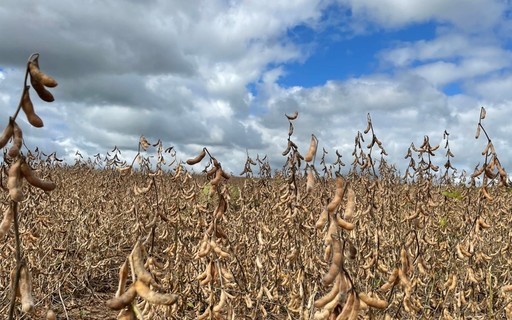 Preço da soja cai 2% no Brasil com alta do câmbio e recuo dos prêmios