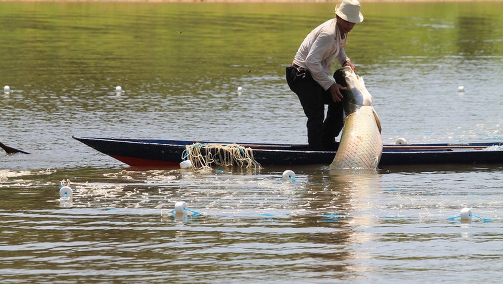 Pesca do pirarucu na Amazônia  — Foto: Clovis Miranda/FAS