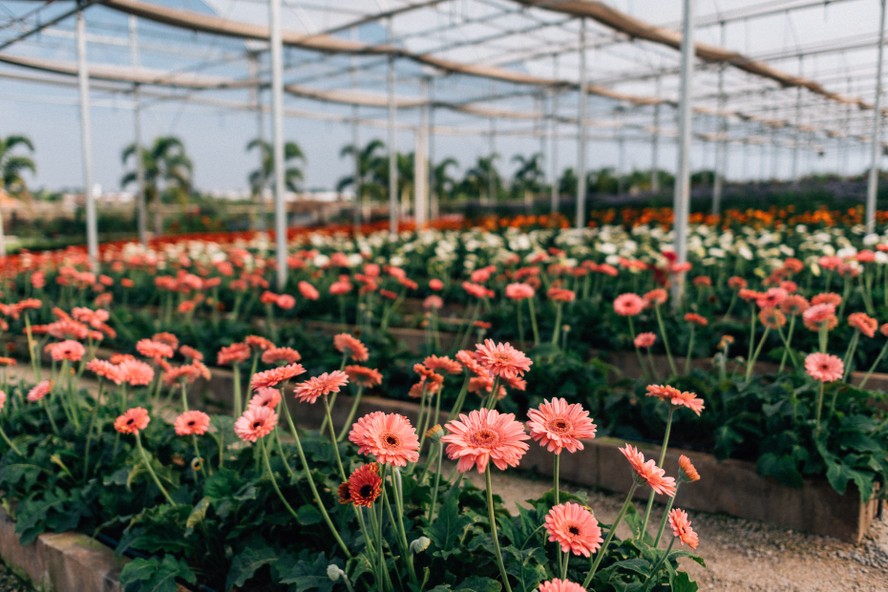 Cinco Fazendas De Holambra Capital Das Flores Abrem As Estufas Para Turistas 8381