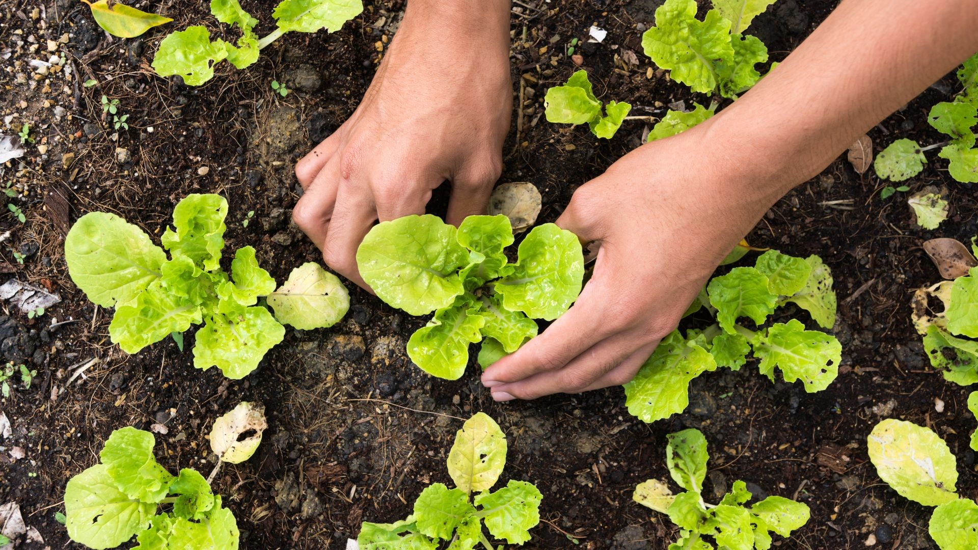 Como estruturar uma horta na propriedade rural