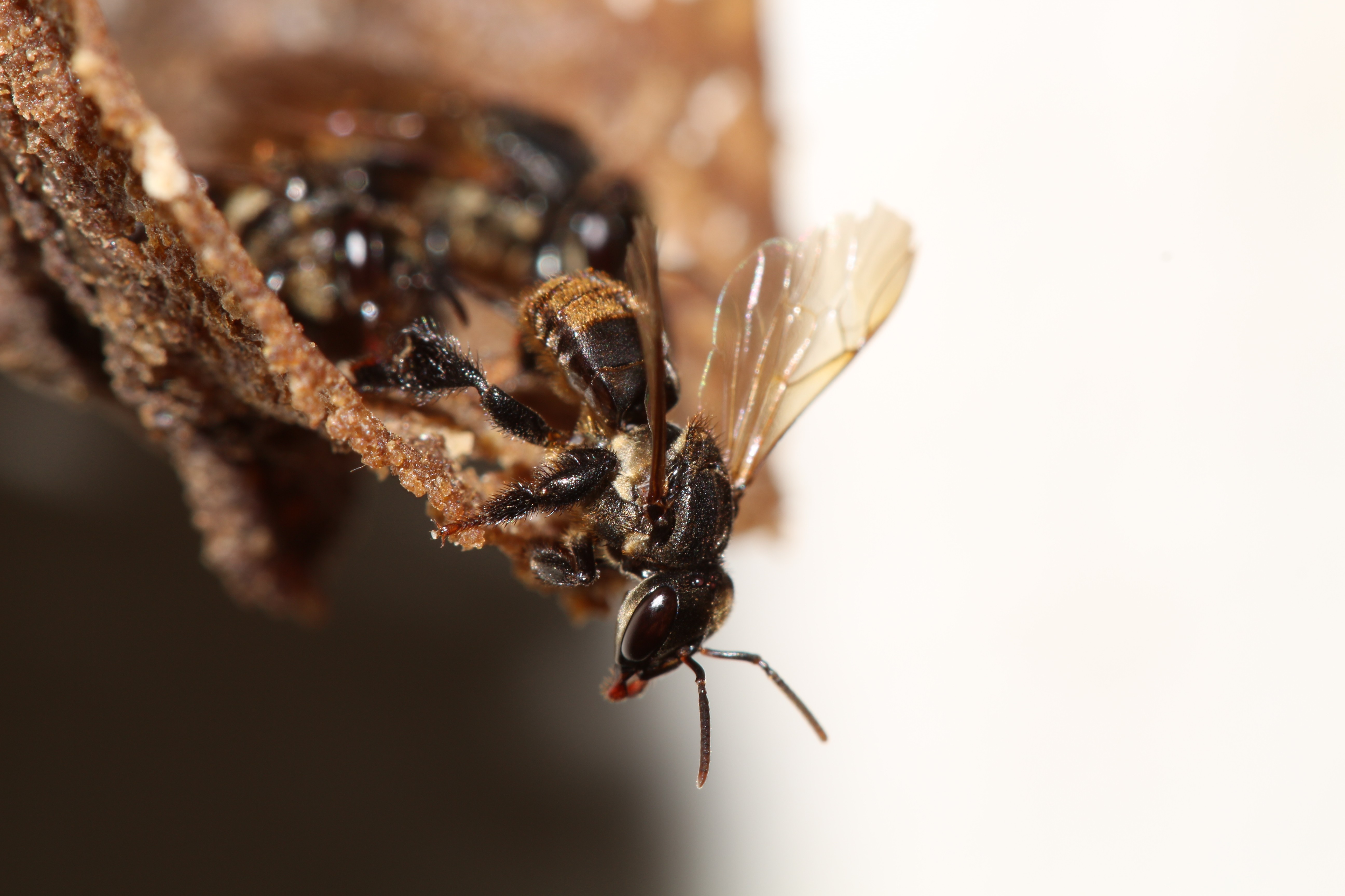 Pesquisa revela efeito de fungicidas sobre microrganismos essenciais às abelhas