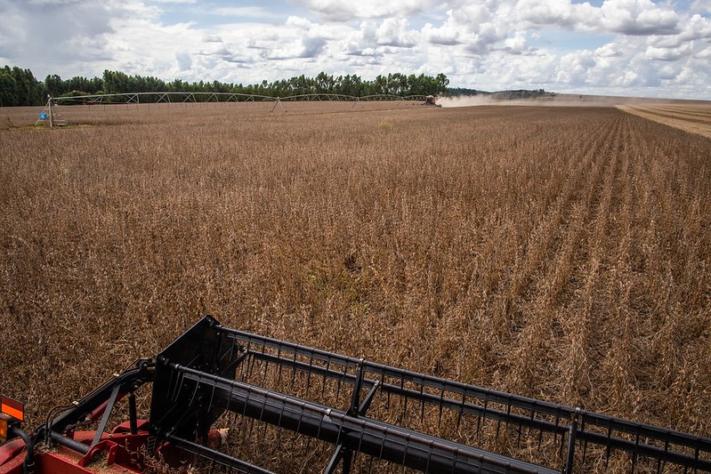 Colheita de soja avança em Mato Grosso e Paraná, diz Safras & Mercado