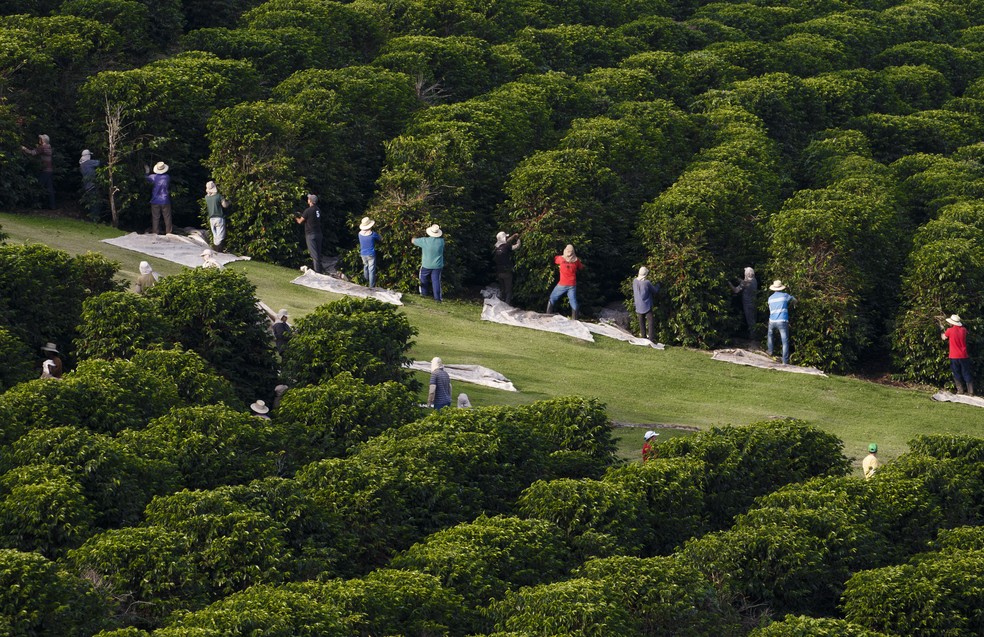 Cultivo e manejo de café na Fazenda Sertãozinho, do grupo Orfeu — Foto: Orfeu