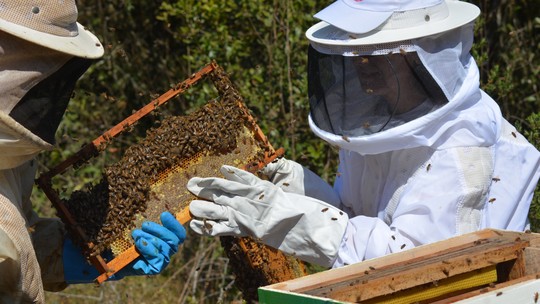 Syngenta retoma vendas de inseticida considerado ameaça potencial para abelhas