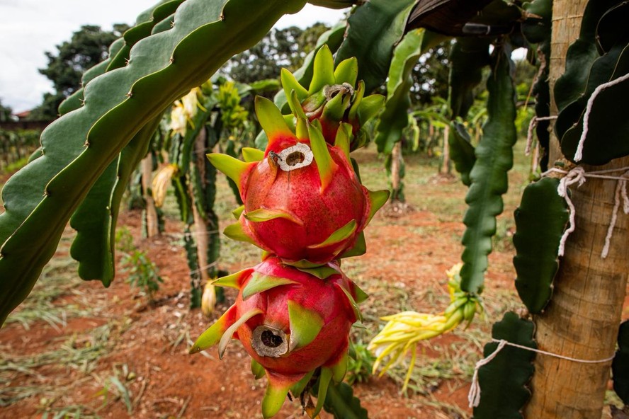 'Fruta-do-dragão': Pitaya é rica em fibras, tem vitamina C, ferro e magnésio