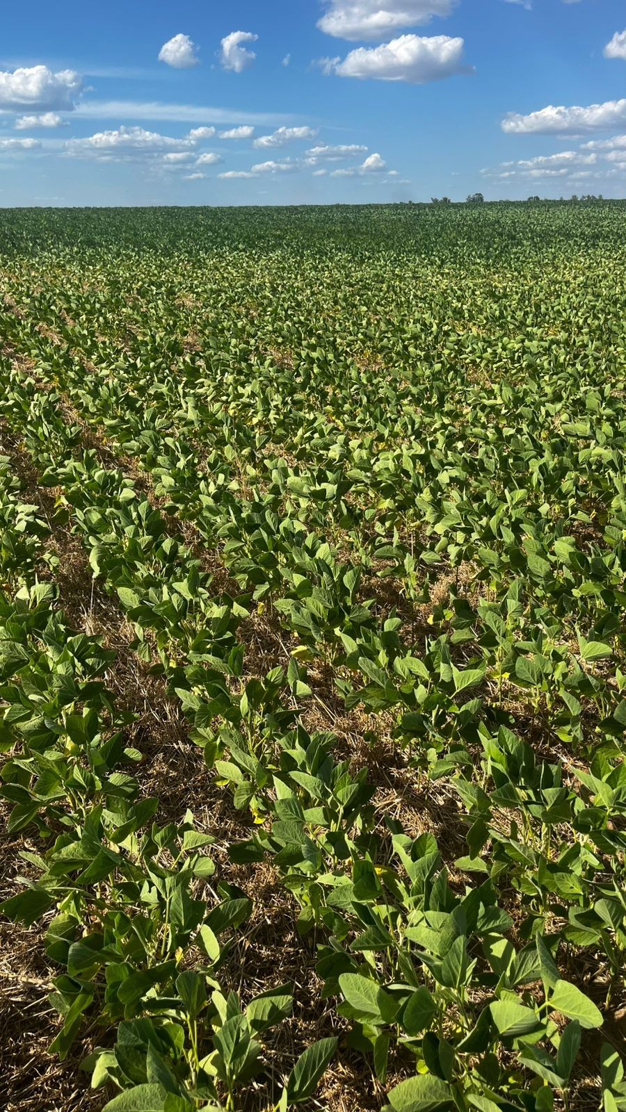 Com falta de chuvas e onda de calor, produtor do grão teme perdas no RS