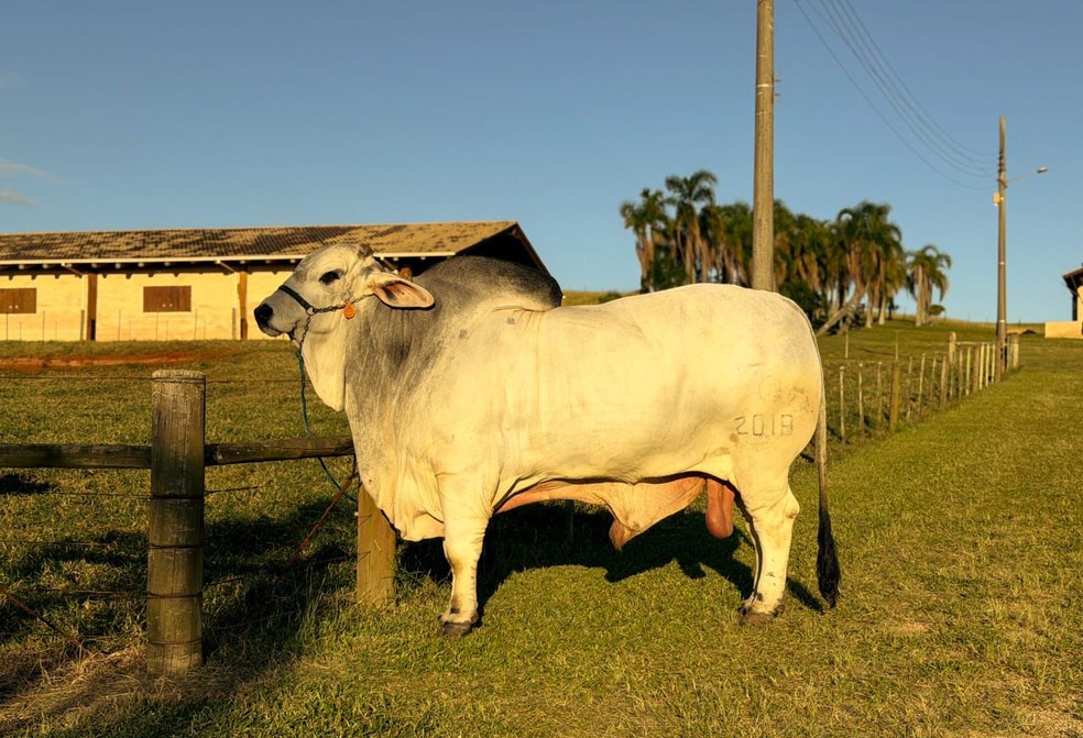Para aumentar o peso antes das competições, Hérculos ganha reforço na alimentação — Foto: Maria Laura Demétrio
