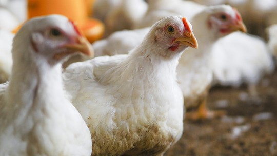 Indústria diz que apoiará governo para reverter novo embargo do Japão ao frango