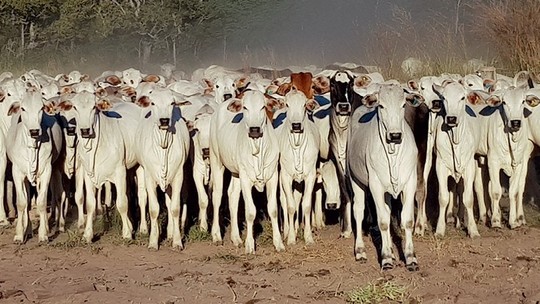 Frigoríficos aderem a protocolo socioambiental para compra de gado