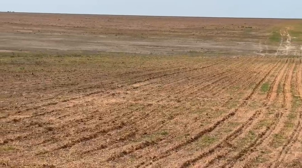 Com atraso de 30 dias na semeadura de soja, produtor descarta investir no plantio de milho no município de Gaúcha do Norte — Foto: Reprodução/Aprosoja-MT