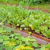 O recuo esteve atrelado sobretudo à forte retração de 21,62% no segmento de hortifrutícolas - Canva/Creative Commons