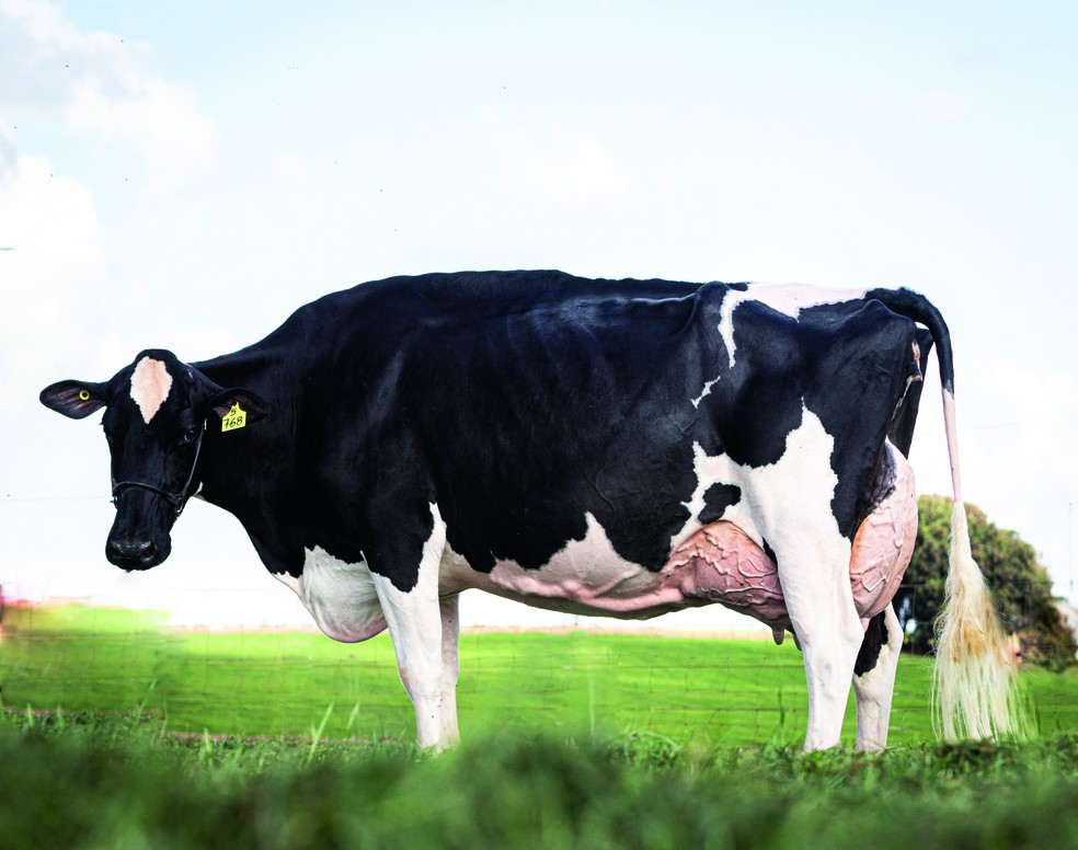 Entidades representantes do setor estimam que 500 mil produtores de leite devem ter desistido da atividade no Brasil nos últimos cinco anos — Foto: Cowsdiario Fotografia / Divulgação