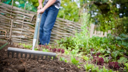Como fazer canteiro para horta? Veja dicas de plantio e outros cuidados