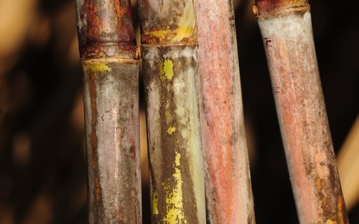 Tempo seco afeta safra de cana no Centro-Sul