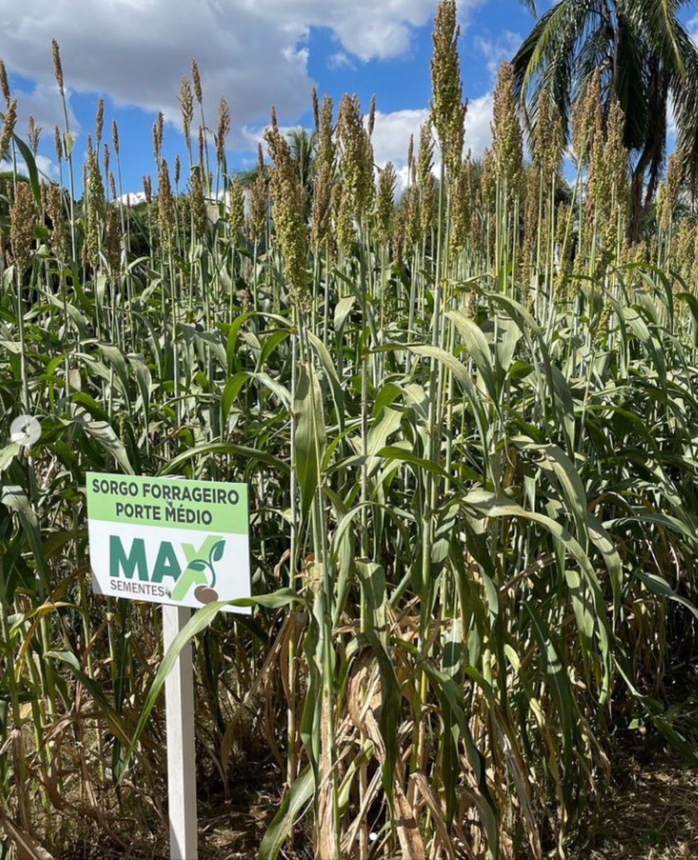 Sorgo forrageiro da Max Sementes — Foto: Instagram/Reprodução