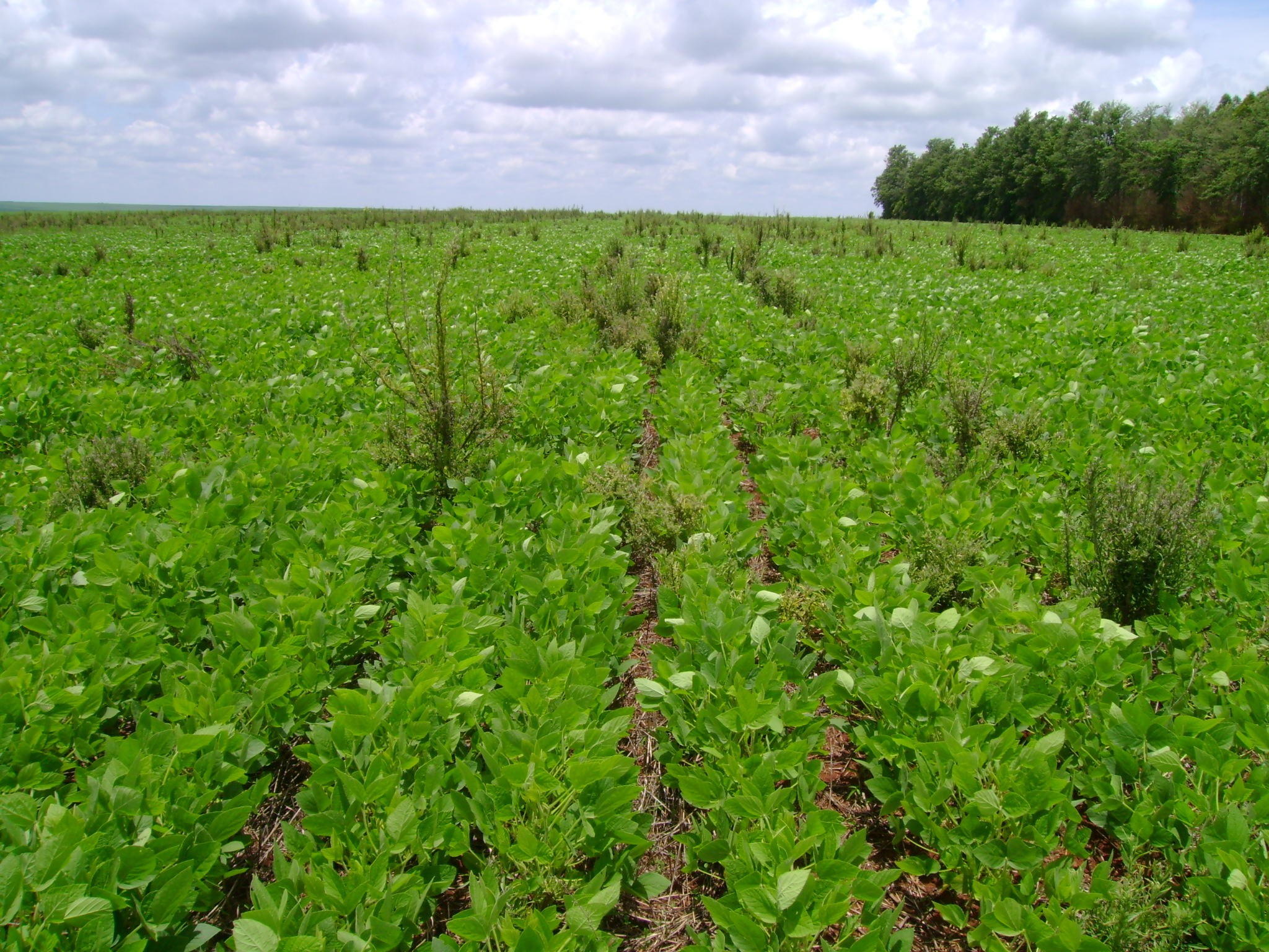 Manejo de plantas daninhas exige estratégia diversificada