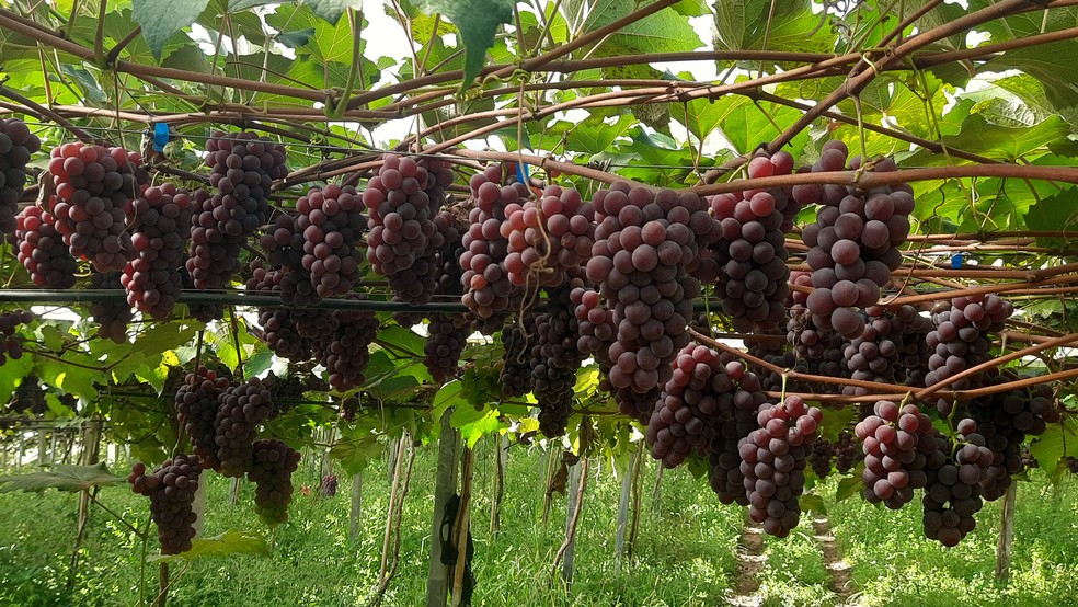 Qualidade das uvas nesta safra está excelente — Foto: Rejane Paludo / Emater-RS