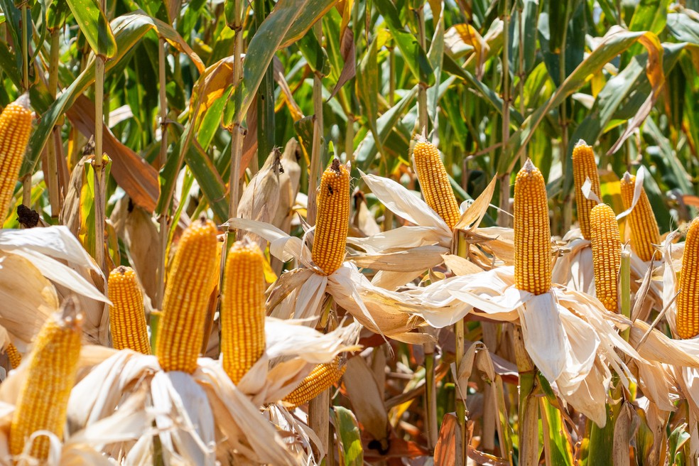 O USDA manteve a produção mundial de milho prevista em 1,3 bilhão de toneladas — Foto: Mauricio Tonetto / SecomRS