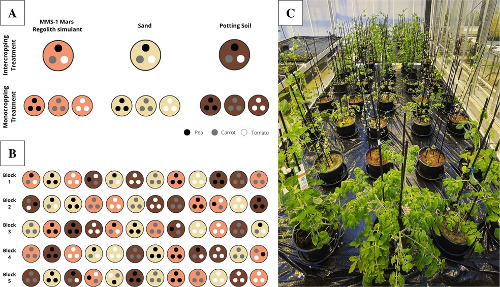 Parâmetros de comparação acadêmica com o cultivo em laboratório para desenvolver resultados para alimentos em Marte — Foto: Divulgação/Pesquisa