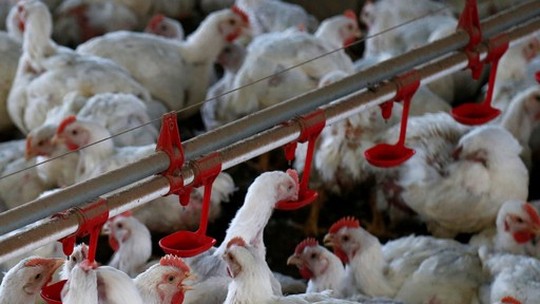 Exportação de frango do Brasil dispara com avanço da gripe aviária pelo mundo