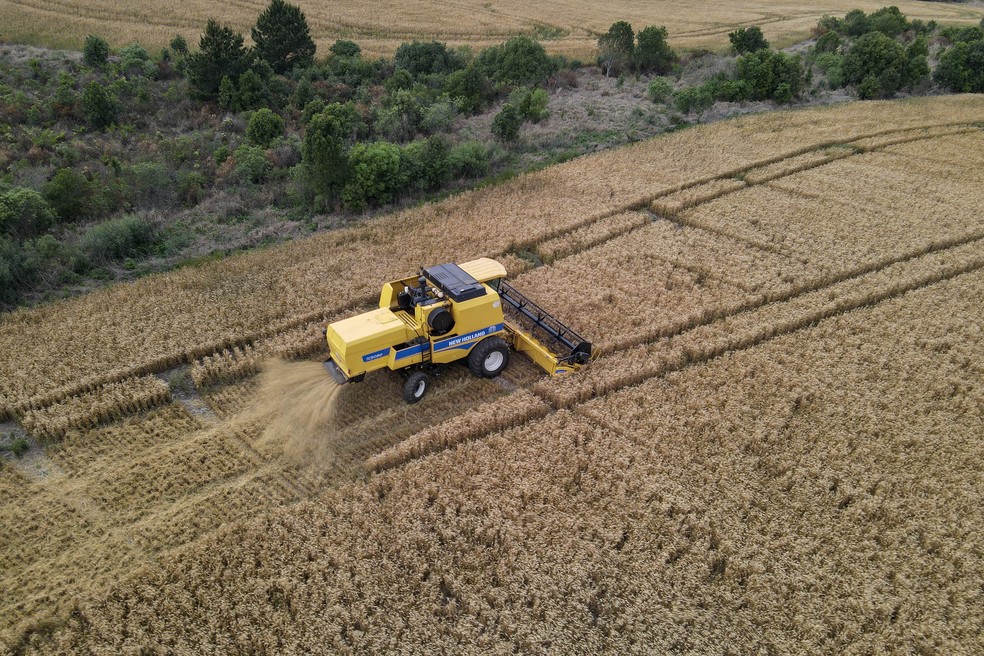 No Paraná, a colheita já começou, mas ainda de forma lenta, alcançando cerca de 2% da área plantada — Foto: Gilson Abreu/AEN
