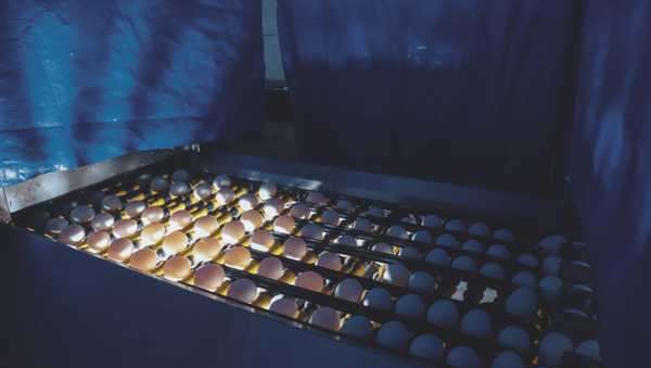 ovo - matéria capa revista fevereiro 2026