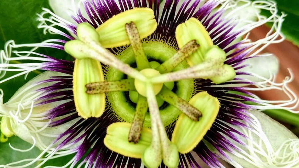 Flor de maracujá (Foto: Pixabay) — Foto: Globo Rural
