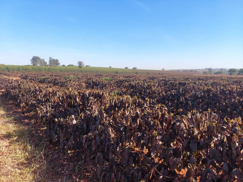 Geada queimou a folhagem de cafezais no Cerrado Mineiro e no Sul de Minas — Foto: Emater-MG/ Divulgação