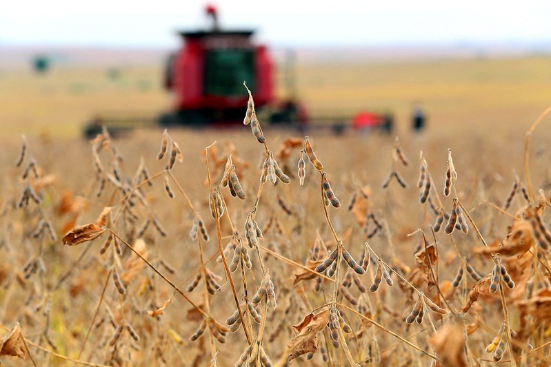 Agroconsult estima queda na produção de soja e milho e alta na de algodão