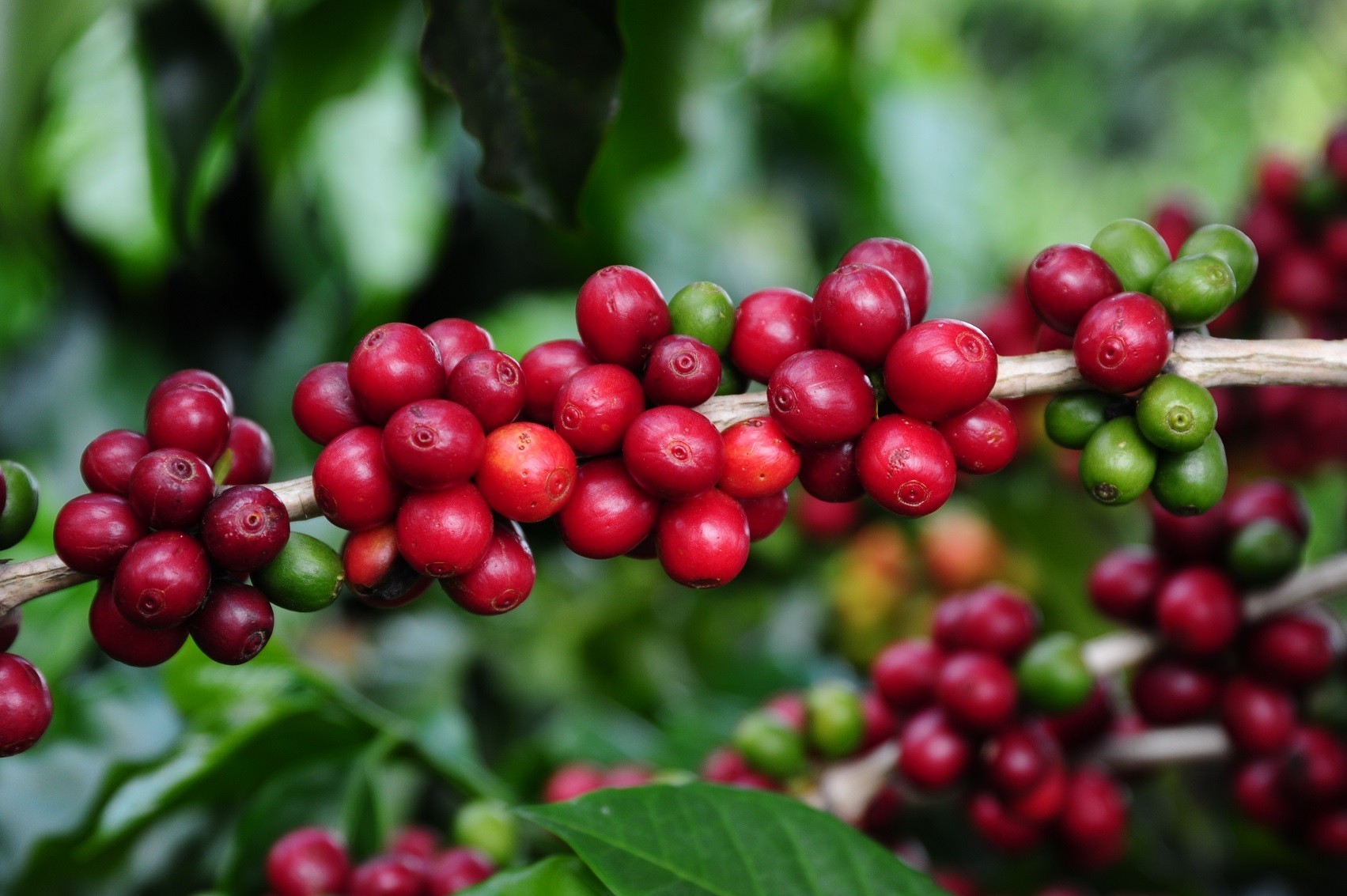 Café encerra sessão em alta na bolsa de Nova York