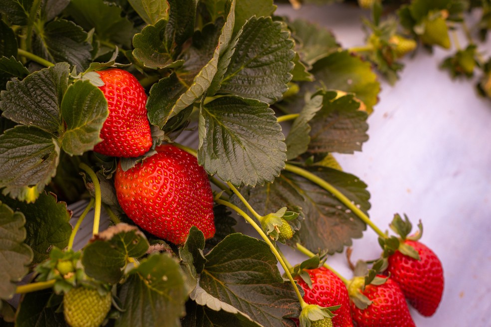 Oferta de morango é maior na primavera — Foto: Wenderson Araújo/CNA