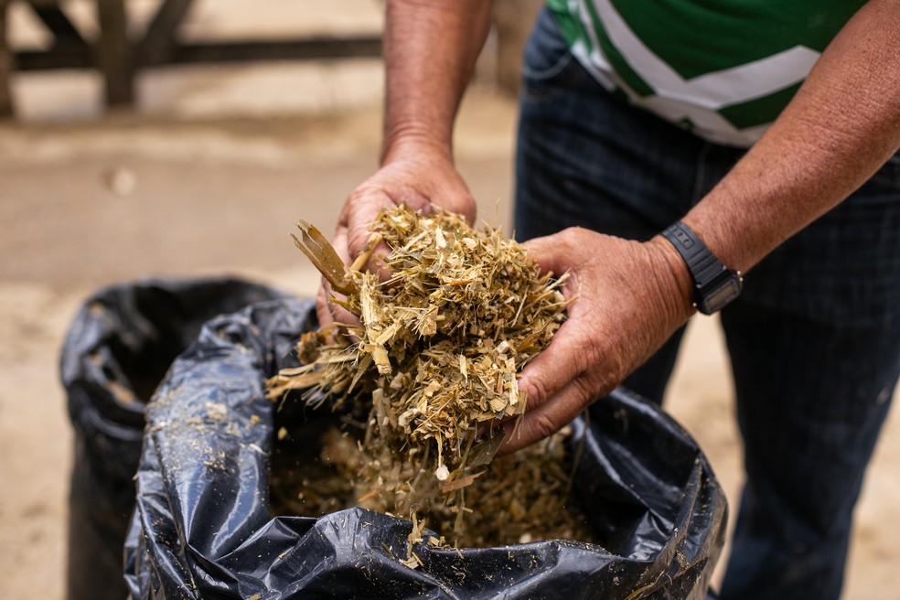Silagem e palha do milho: pesquisa de nutrientes aumentou a produção do leite — Foto: Amanda Tropicana