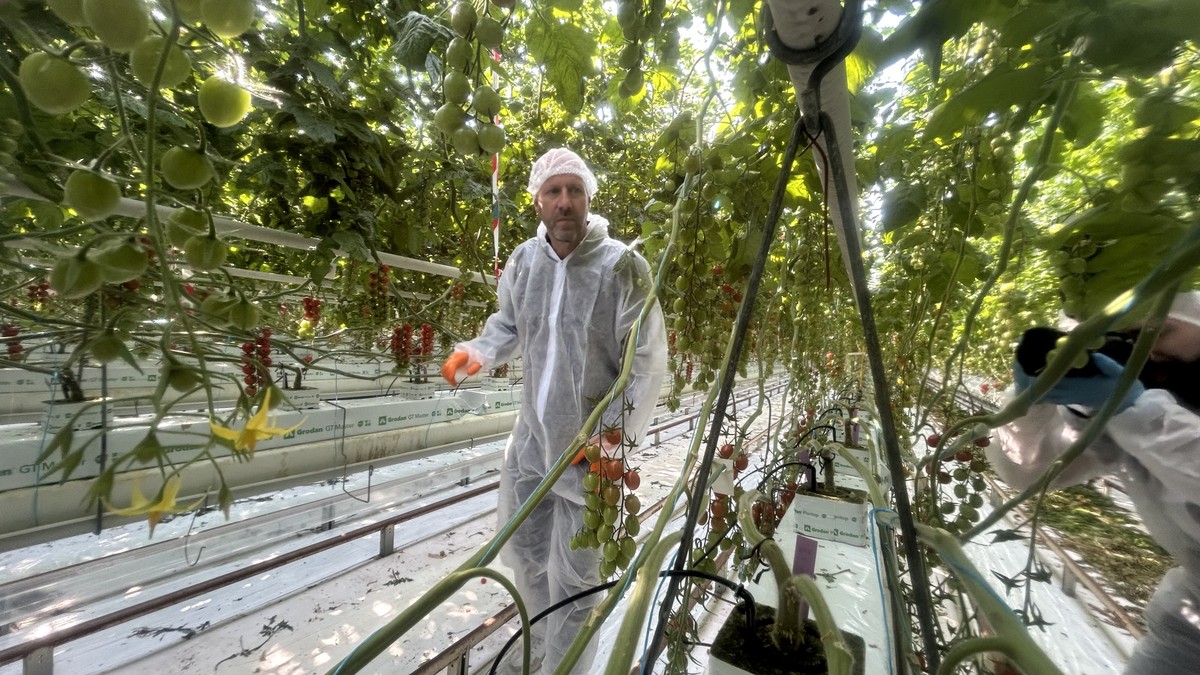 Revoluciona a Produção de Tomates: Tecnologia de Ponta na Holanda