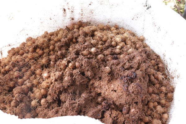 Cada tonelada de açaí processado gera cerca de 700 quilos de caroços — Foto: Divulgação