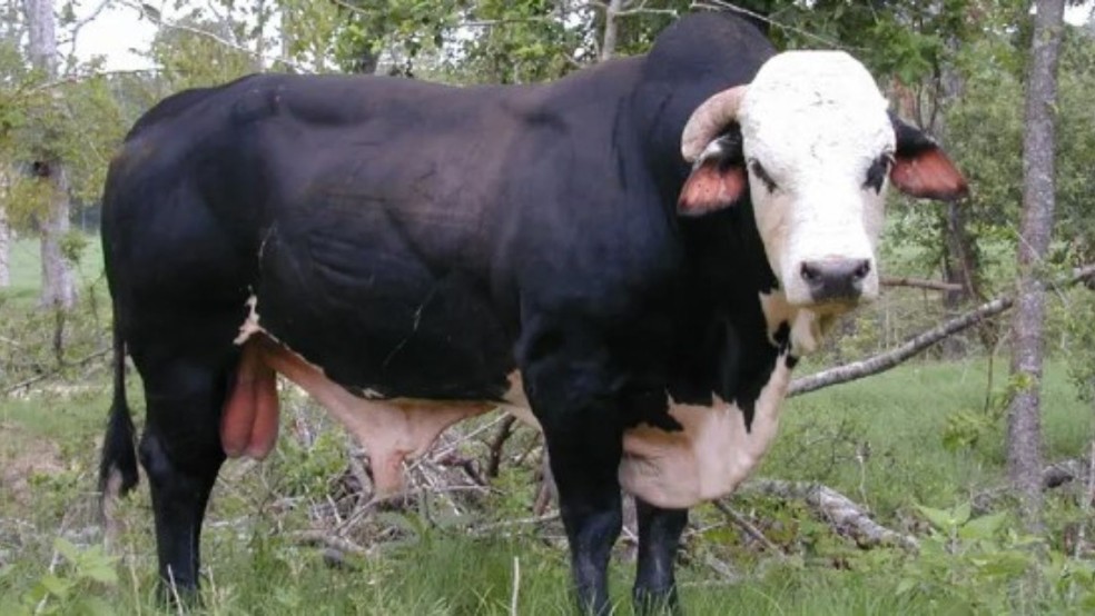 Dillinger — Foto: Divulgação/PBR