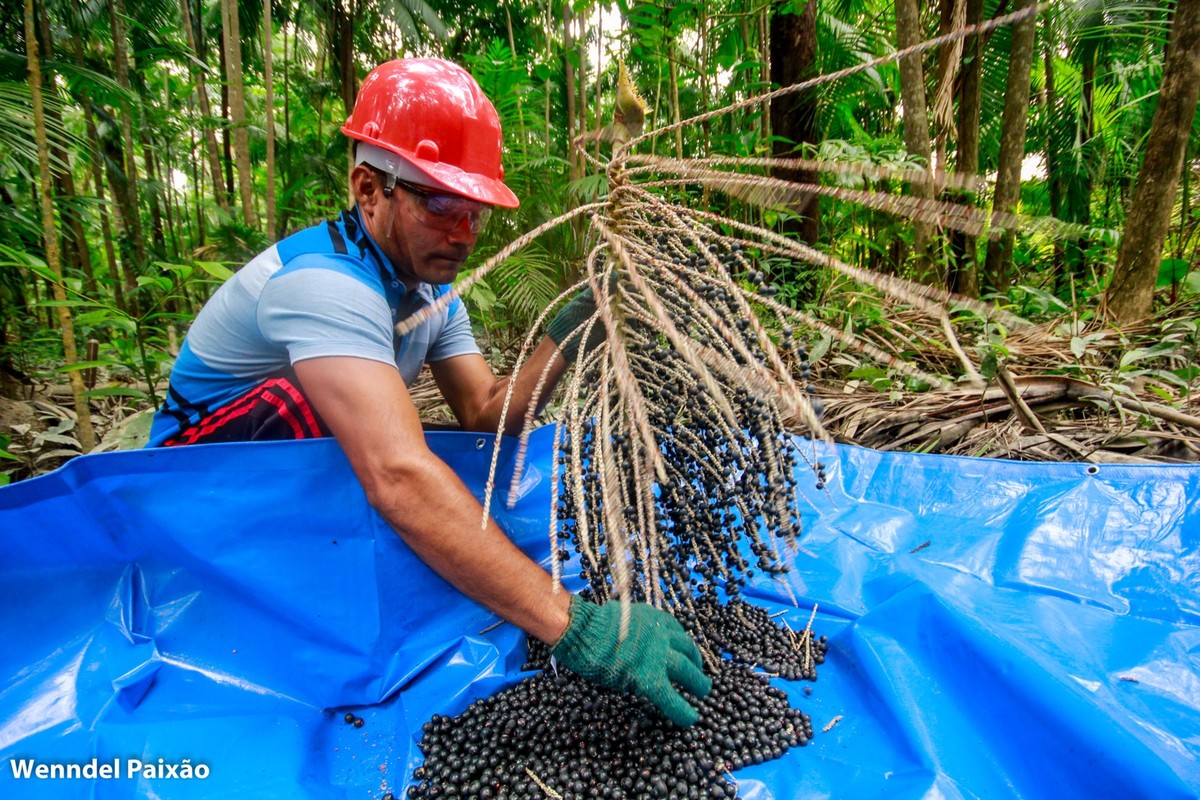 Renda do produtor de açaí cai 50% com a seca