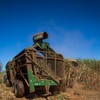 O rendimento da cana deve encerrar a safra em média em 137,41 quilos por tonelada de cana, queda de 2,6% - Wenderson Araújo/CNA