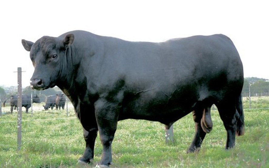 Demanda está forte para reposição de touros e matrizes, indica o Sindiler/RS