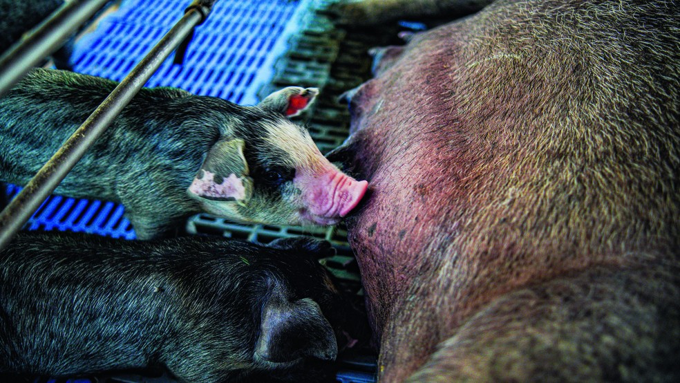A Biriba's Genética reúne o maior rebanho de porcos moura do país, com cerca de 750 cabeças — Foto: Thiago de Jesus/Ed Globo
