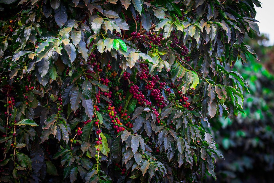 Café: Com foco nas chuvas do Brasil, arábica e conilon sobem nesta 2ª feira  - Amvac do Brasil