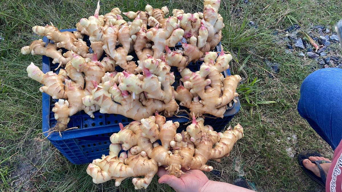 'Capital do Gengibre' no interior de SP tenta retomar o cultivo da raiz