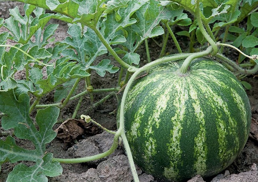 Melancia (Foto: thinkstock) — Foto: Globo Rural