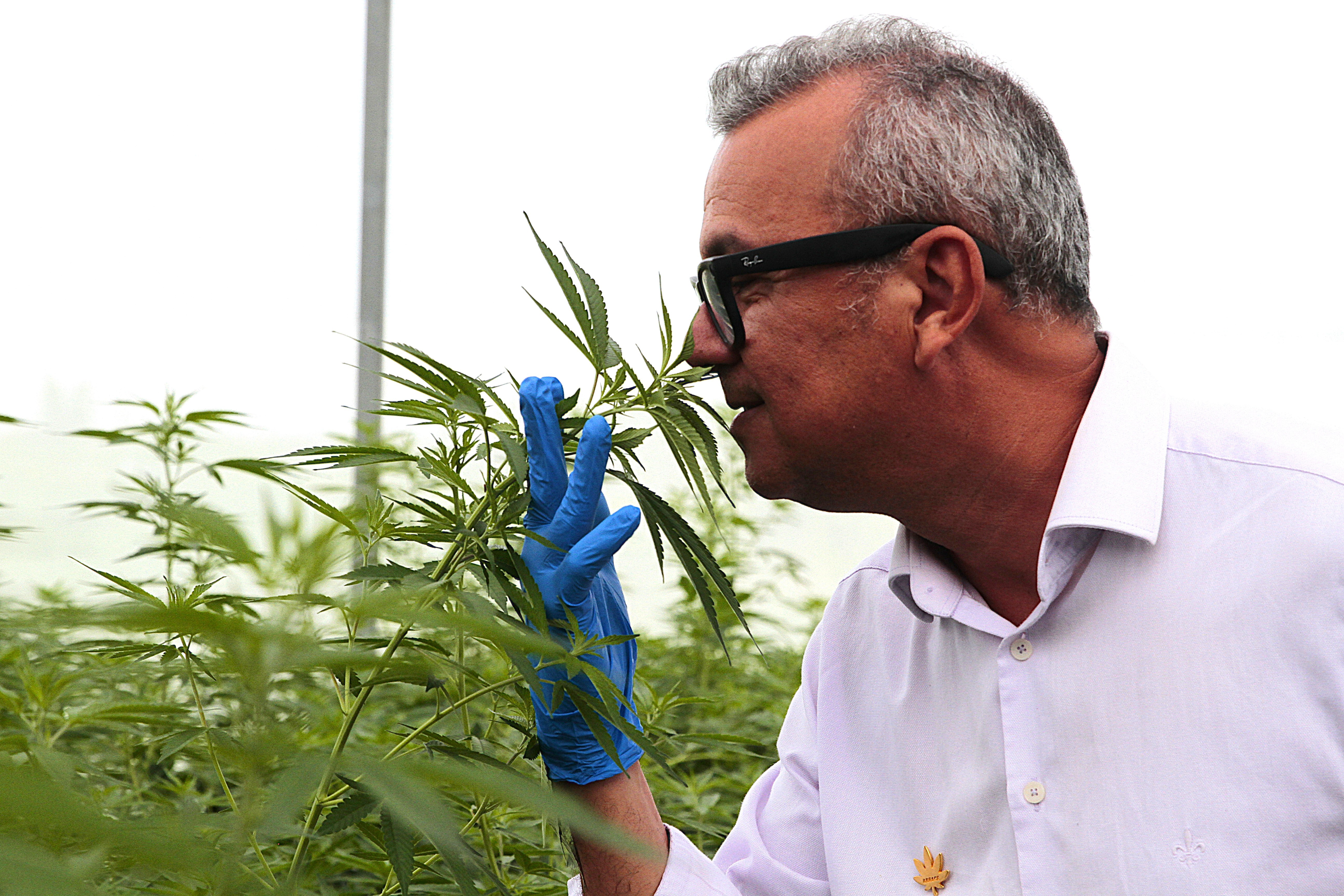 Cannabis medicinal já vislumbra mais de R$ 1 bilhão em negócios